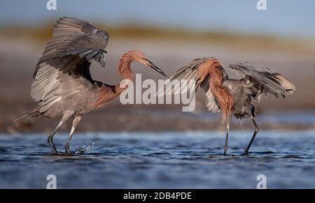 Un gret rossastro sulla spiaggia in Florida Foto Stock