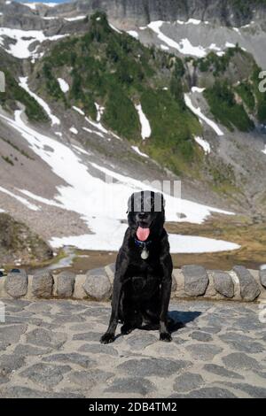 Il cane Black labrador Retriever si pone a Heather Meadows a Washington Area di Mt Baker Foto Stock