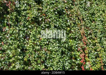 Ivy viti con foglie verdi che coprono la parete nella soleggiata giornata estiva in giardino, fondo pieno, struttura Foto Stock