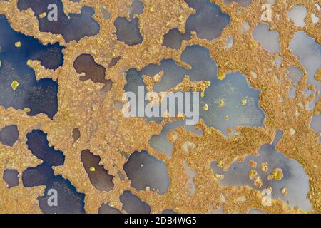 Vista aerea delle piscine di Peatland in coperta palude a Forsinard RSPB Reserve, Flow Country, Scozia settentrionale, autunno. Foto Stock