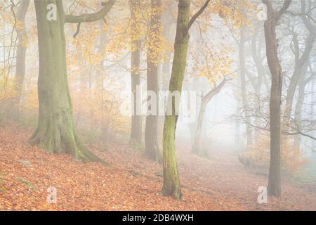 Il bosco del Chevin Forest Park è oscato in una fitta nebbia mentre il colore autunnale raggiunge il suo apice, con toni caldi e ricchi che dominano la scena. Foto Stock