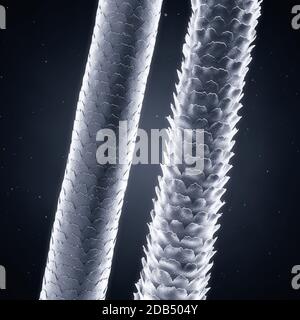 Trefoli di capelli a bassa ed alta porosità, concetto di danno ai capelli Foto Stock