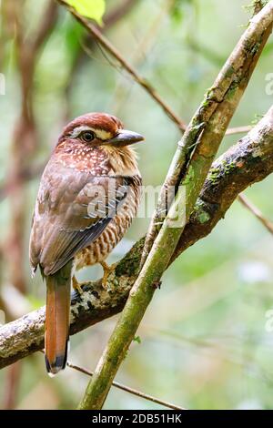 Brachypteracias leptosomus, a gambe corte, arroccato in un albero del Madagascar. Parco nazionale Masoala, Africa Wildlife Foto Stock