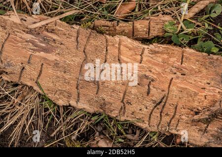 Molte scanalature di verme su un pezzo di legno di corteccia di albero Foto Stock