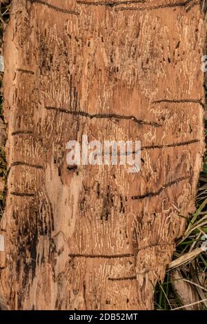 Molte scanalature di verme su un pezzo di legno di corteccia di albero Foto Stock