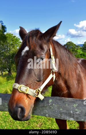 Un simpatico cavallo marrone nell'entroterra. Foto Stock