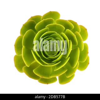 Aeonium Arboreum Magnificum isolato su sfondo bianco Foto Stock