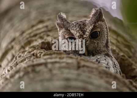 Est della civetta in una struttura ad albero Foto Stock