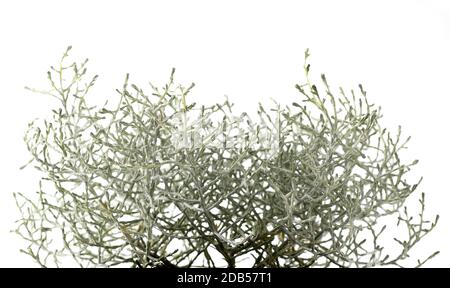 Pianta di Bush di cuscino isolata su sfondo bianco Foto Stock