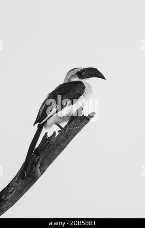Mono femmina von der Decken Hornbill perching Foto Stock