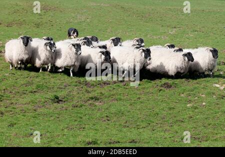 Gregge di pecore arrotondate da cani da pastore su terreni agricoli a Saughtree, frontiere scozzesi, Regno Unito Foto Stock