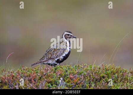 Pover d'oro europeo (Pluvialis albicaria / Charadrius albicarius) maschio nell'allevamento precipitare sulla tundra in estate Foto Stock