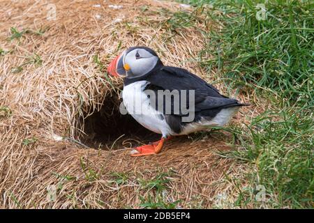 Puffin Atlantico (Fratercola artica) ingresso al burrone sulla cima della scogliera in una colonia di uccelli marini in estate Foto Stock