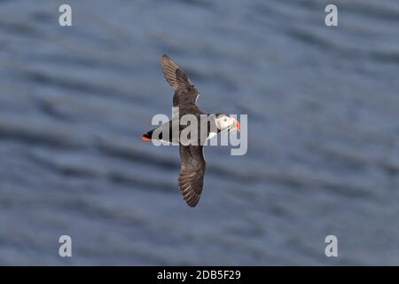 Puffin Atlantico (Fratercola artica) nell'allevamento piumaggio che sorvola l'acqua di mare con anguille di sabbia / sandeel in becco d'estate Foto Stock