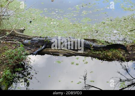 Grande alligatore americano (alligatore missisippiensis) coperto in anatre seduto su un tronco a Lettuce Lake Park, Tampa, Florida, Stati Uniti Foto Stock