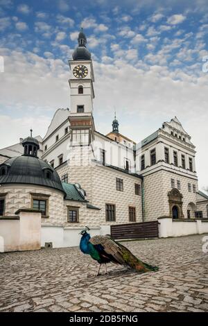 Repubblica Ceca - castello rinascimentale in città Pardubice con pavone Foto Stock