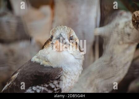 Primo piano ritratto di un Kookaburra Laughing seduto su un albero e guardando la macchina fotografica. Foto Stock