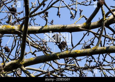 le mele marcio si appendono sui rami di alberi nel giardino, la raccolta di mele non è stata raccolta e le mele marciavano a destra sui rami di Foto Stock