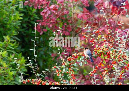 Un bullfinch maschio che si nutrisce di berrys in una siepe da giardino, Ambleside, Lake District, UK. Foto Stock
