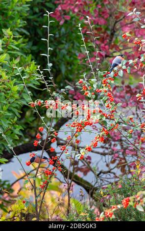 Due Bullfinch maschili che si nutrano di branchi in una siepe da giardino, Ambleside, Lake District, UK. Foto Stock