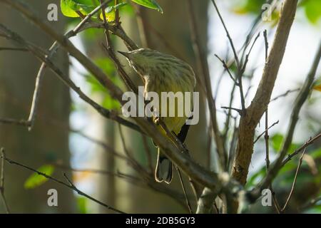 Palm Warbler (Setophaga palmarum) seduta su un ramo che si piega in un modo divertente alla ricerca di bug, Stuart, Florida, USA Foto Stock
