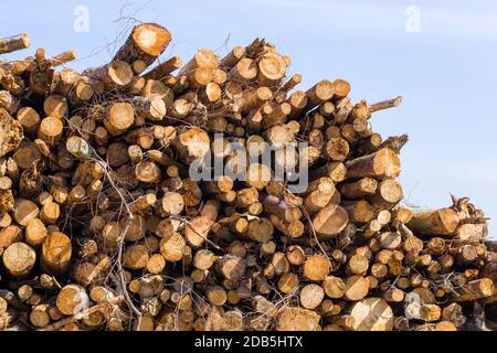 lunghi tronchi di pino naturale durante la lavorazione del legno in produzione, anelli annuali sui tronchi Foto Stock