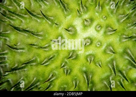 Toloache, pricklyburr, famoso santo, pianta spinosa apple Foto Stock