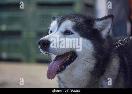 Esemplare di cane Aski al guinzaglio durante uno spettacolo di cani Foto Stock