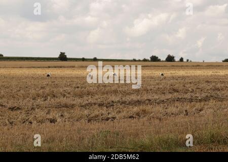 Un gregge di cicogne in un campo arato, che si riuniscono per la partenza in paesi caldi Foto Stock