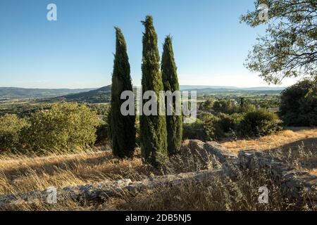 Tre cipressi in Saint-Saturnin-les-Apt Muehle in Provenza, Francia Foto Stock