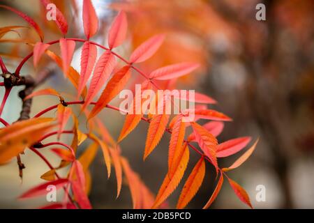 Fotografia di paesaggio autunnale, cenere di montagna in piena bellezza, illuminata dai colori dell'autunno Foto Stock