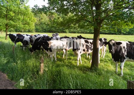 Mucche frisone in un ricco prato verde nei Paesi Bassi Foto Stock