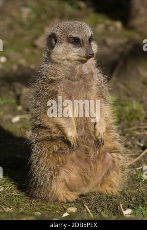 Captive Adult Meerkcat Standing, Port Lypmne Wild Animal Park Kent. 2.3.2006, Foto Stock