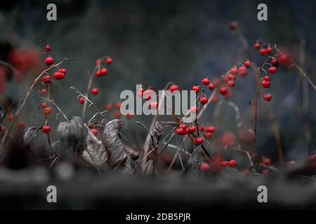 Giglio della valle (Convallaria majalis) gambi con bacche rosse mature tossiche e brillanti e alcuni foglie sul pavimento della foresta in caduta su un buio sfondo Foto Stock
