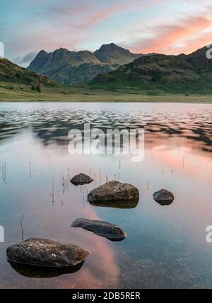 Vivace alba rosa con rocce nel lago di Blea Tarn, Lake District, UK. Foto Stock