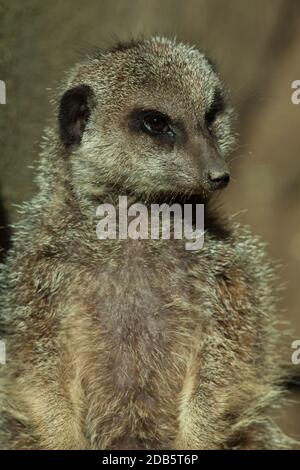 Captive Meerkat (Suricata suricatta) in piedi, Port Lypmne Wild Animal Park Kent. 20.07.2009. Foto Stock