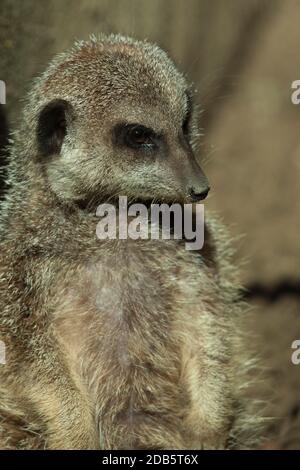 Captive Meerkat (Suricata suricatta) in piedi, Port Lypmne Wild Animal Park Kent. 20.07.2009. Foto Stock