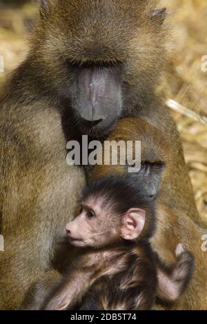 Captive Guinea baboons (Papio hamadrias papio) Madre con i giovani. Port Lympne Wild Animal Park Kent. 03.08.2009. Foto Stock