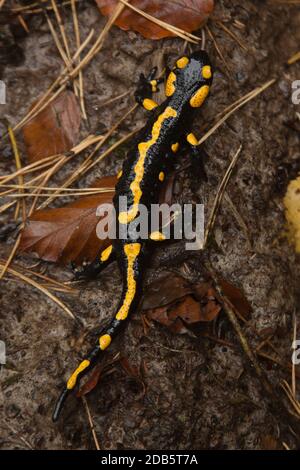 Salamander di fuoco selvaggio (Salamandra salamandra) sulle foglie nelle montagne di Bieszczady Polonia. 29.10.2009. Foto Stock