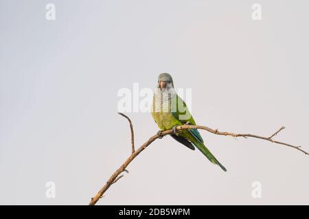 Monk Parakeet (Myiopsitta monachus) arroccato sul ramo, Spagna. Foto Stock