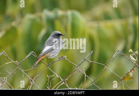 Rosso nero (fenicurus ochruros) maschio, arroccato su una recinzione in giardino, Andalusia, Spagna. Foto Stock