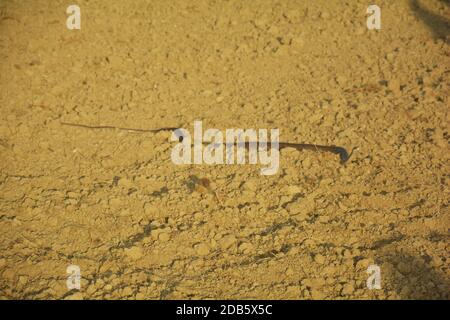 Il serpente colubrido conosciuto anche come Ptyas mucosa, comunemente conosciuto come serpente orientale, serpente indiano di ratto, darash o dhaman passando un campo coltivato arato i Foto Stock