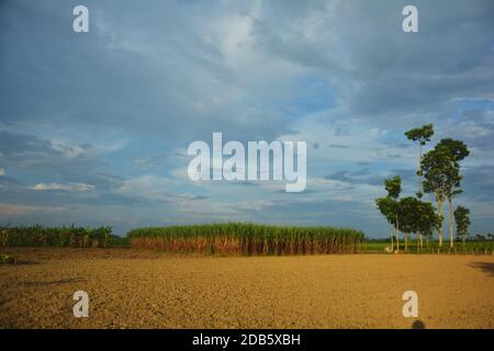 Lungo colpo di un campo di canna da zucchero e terreno coltivato arato di fronte con bel cielo blu nuvoloso nel Bengala Occidentale, messa a fuoco selettiva Foto Stock