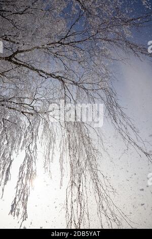 lunghi rami sottili di betulla ricoperti di fiocchi bianchi di neve e gelo, primo piano dell'albero nel campo in inverno Foto Stock