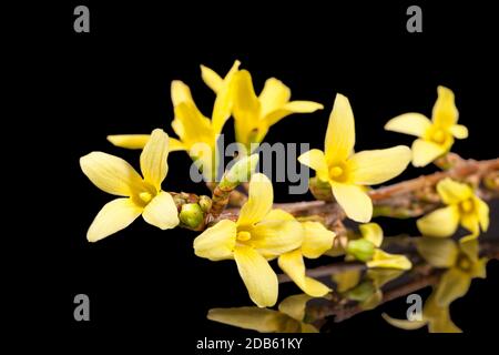 Molla di giallo dei fiori di coltivazione isolate su sfondo nero, riflessione Foto Stock