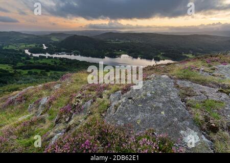 Heather on Gummers How, Windermere, Lake District con bellissimo tramonto sullo sfondo. Foto Stock