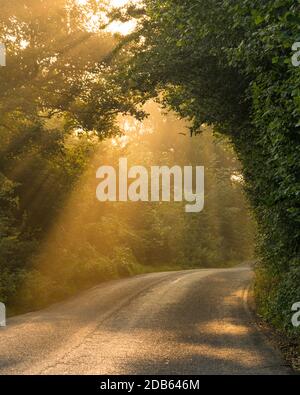 Raggi dorati del sole che brillano attraverso gli alberi in una foresta con strada di paese di corsia. Foto Stock