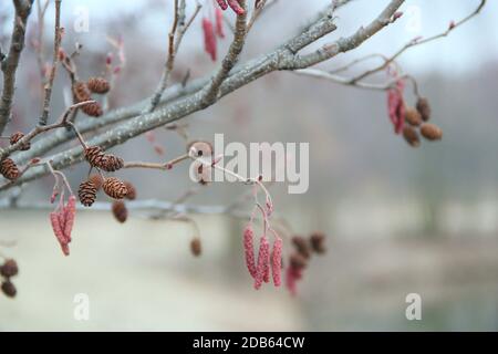 ramo di ontano con catkins e coni dell'anno scorso in primavera. Rossastro ramo di ontano primo piano Foto Stock