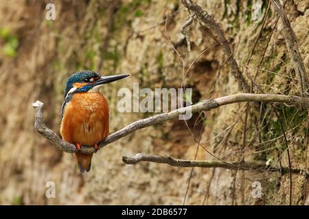 Maschio comune kingfisher, alcedo atthis, seduto su una radice presso la riva verticale del fiume vicino niding den ingresso. Uccello colorato con piume pancia arancione Foto Stock