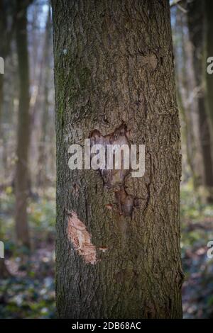 forma di terra scolpita in un albero Foto Stock
